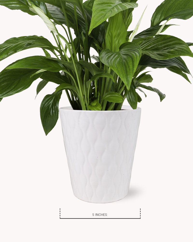 Lush green peace lily plant with vibrant leaves in a white textured planter against a clean background, with the planter's height marked as 5 inches.