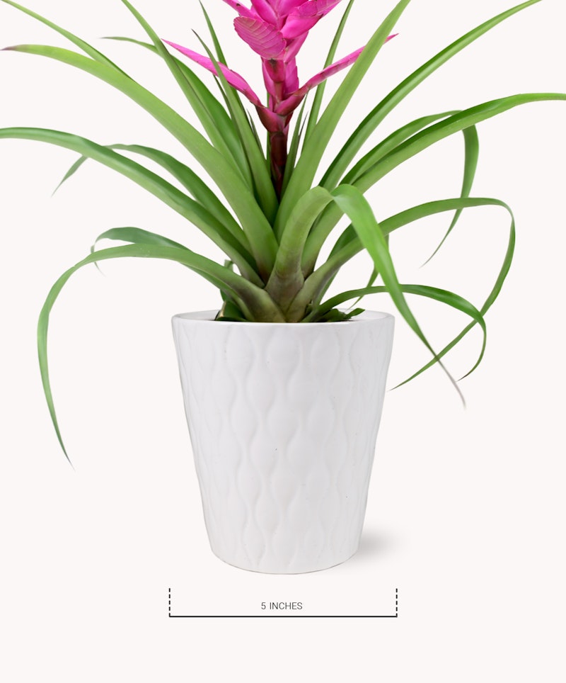 A vibrant pink bromeliad plant with lush green leaves in a white textured pot, displayed against a plain background with a scale indication of 5 inches below.