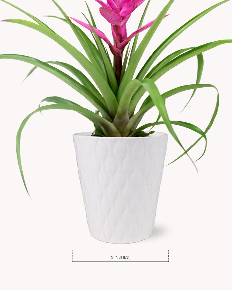A vibrant pink bromeliad plant with lush green leaves in a white textured pot, displayed against a plain background with a scale indication of 5 inches below.