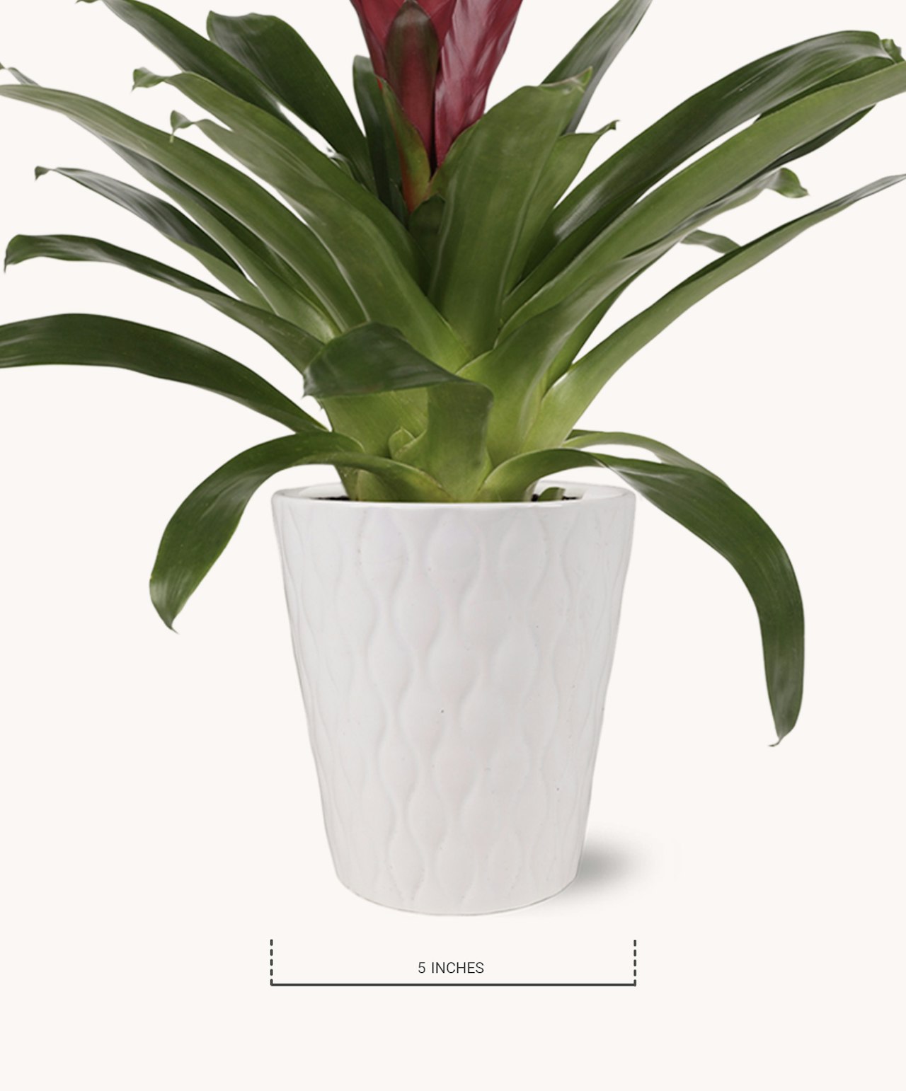 Decorative white planter featuring lush green foliage, ideal for home or office decor.