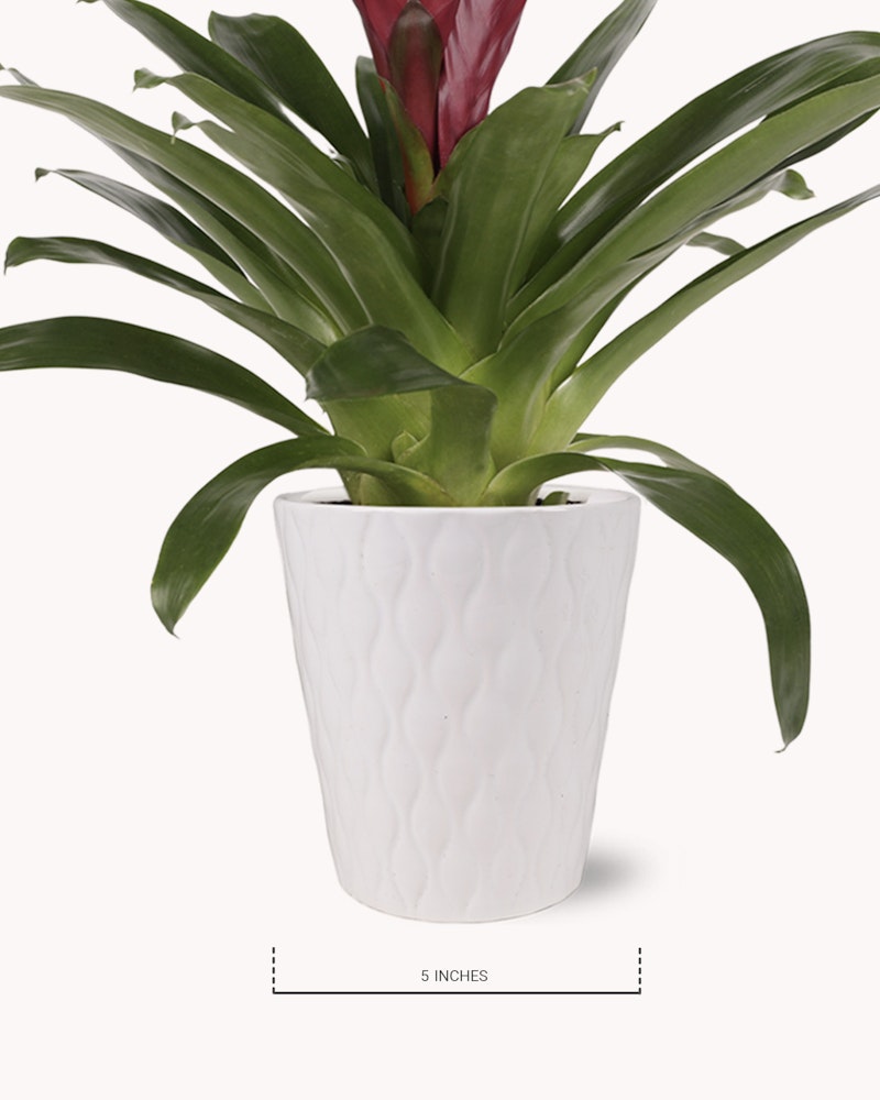 Green tropical bromeliad plant with a vibrant red center housed in an embossed white ceramic pot, against a white background, with a scale indicating 5 inches at the bottom.