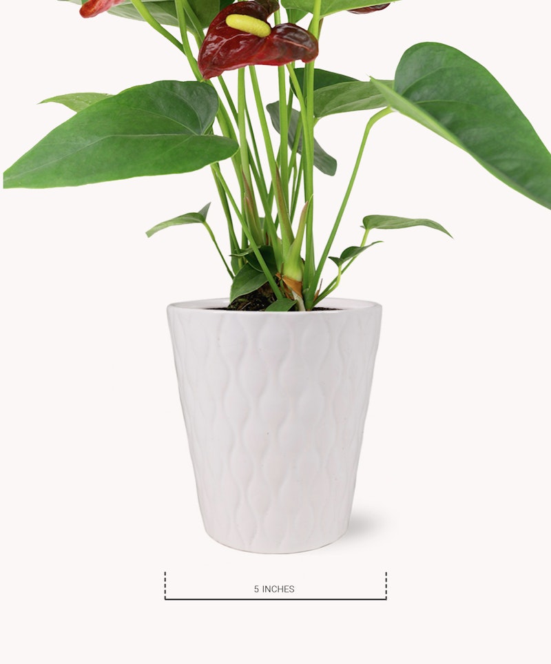 Vibrant red anthurium plant with lush green leaves, potted in an elegant white textured vase, positioned against a clean white background, with a scale indicating five inches for size reference.