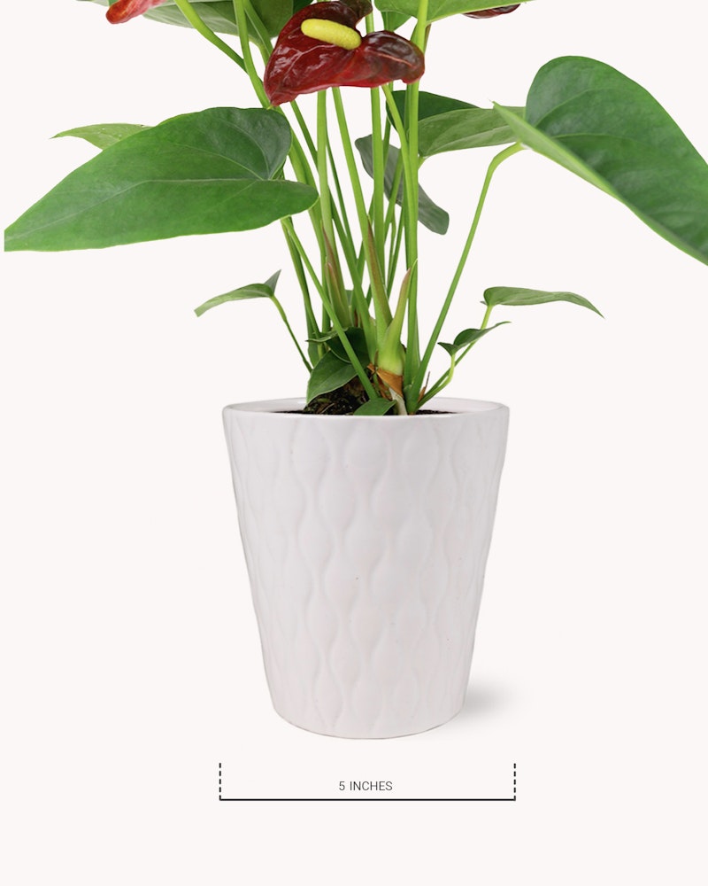 Vibrant red anthurium plant with lush green leaves, potted in an elegant white textured vase, positioned against a clean white background, with a scale indicating five inches for size reference.