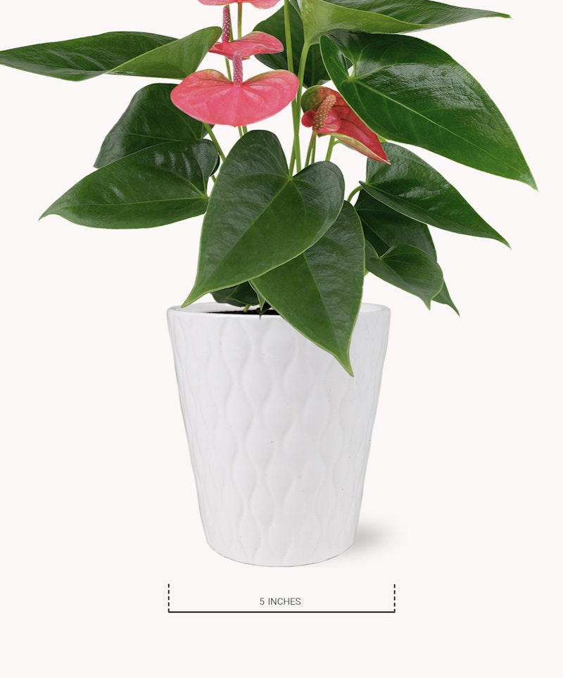 Lush green anthurium plant with bright pink blooms in a decorative white textured pot against a clean white background, with a label indicating the pot's height as 5 inches.