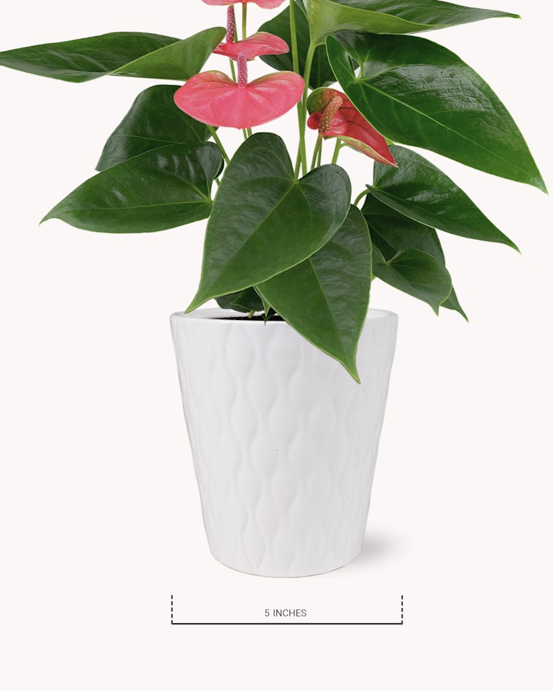 Lush green anthurium plant with bright pink blooms in a decorative white textured pot against a clean white background, with a label indicating the pot's height as 5 inches.