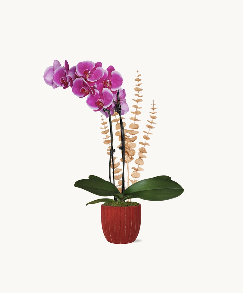 Vibrant purple orchid with green leaves in a red pot, accompanied by a dried beige floral accent, isolated on a white background for a clean, minimalist aesthetic.