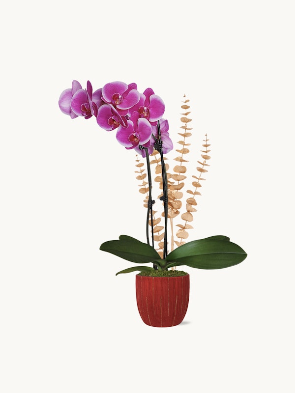 Vibrant purple orchid with green leaves in a red pot, accompanied by a dried beige floral accent, isolated on a white background for a clean, minimalist aesthetic.