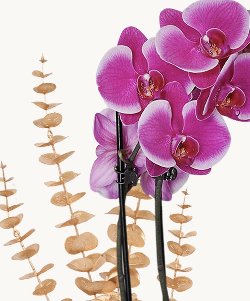 Vibrant pink Phalaenopsis orchids with a cluster of buds and full blooms on two stems, contrasted against a white background with a minimalistic design.
