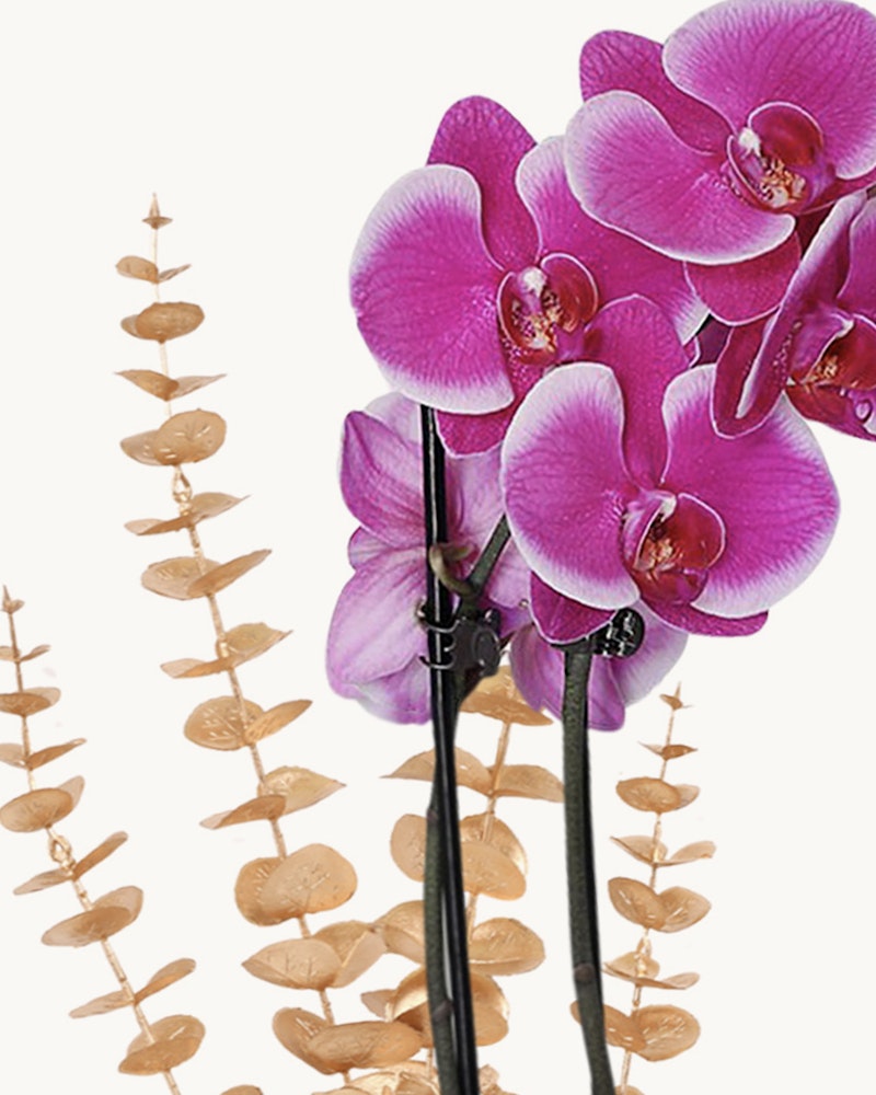 Vibrant pink Phalaenopsis orchids with a cluster of buds and full blooms on two stems, contrasted against a white background with a minimalistic design.