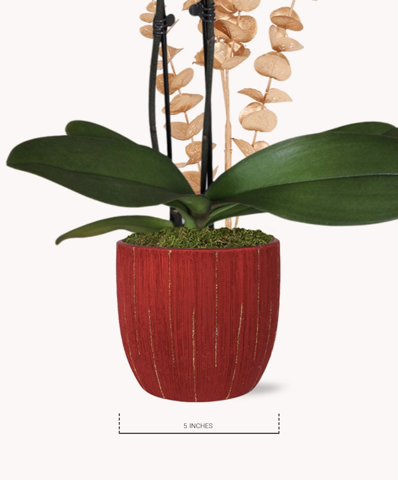 An elegant orchid with vibrant green leaves and delicate, dried seed pods displayed in a textured red pot with a measurement indicator for scale.