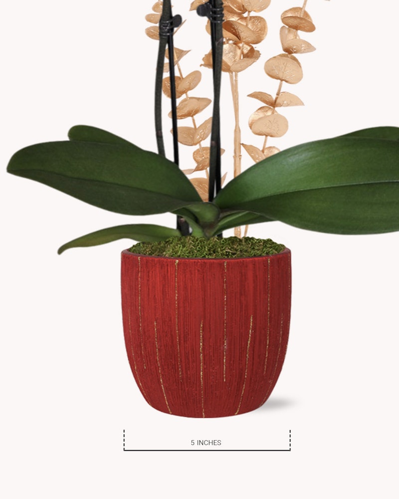 An elegant orchid with vibrant green leaves and delicate, dried seed pods displayed in a textured red pot with a measurement indicator for scale.