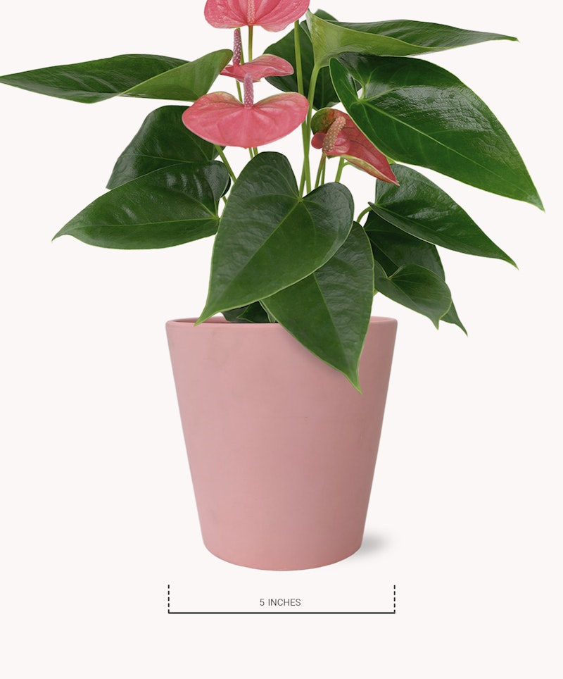 Vibrant anthurium plant with glossy green leaves and pinkish-red spathes in a soft pink pot, isolated on a white background, shown with a 5 inches measurement scale.