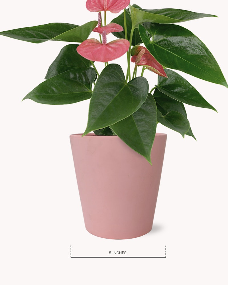Vibrant anthurium plant with glossy green leaves and pinkish-red spathes in a soft pink pot, isolated on a white background, shown with a 5 inches measurement scale.