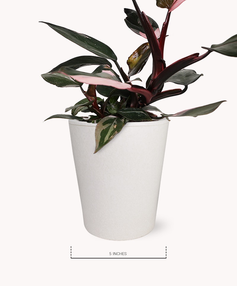 Lush, variegated Calathea plant with pink and green leaves in a white 5-inch planter against a light background, illustrating the plant's vibrancy and size.