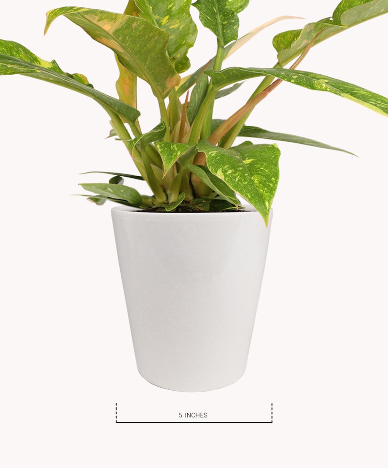 Lush green and yellow variegated leaves of a houseplant protruding from a sleek white pot against a white background, with the pot's size labeled as 5 inches.