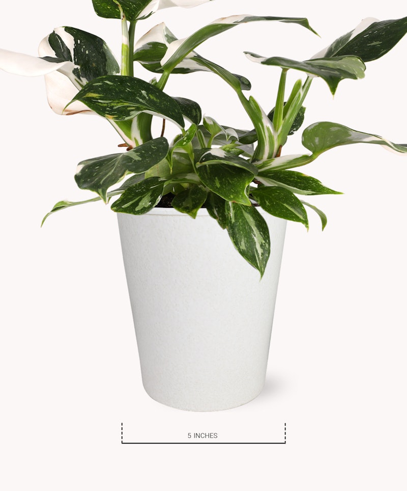 Variegated houseplant with white and green leaves in a white pot, labeled with a measurement indicator showing the pot height is 5 inches.