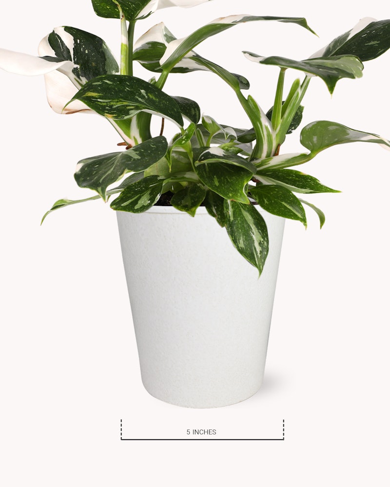 Variegated houseplant with white and green leaves in a white pot, labeled with a measurement indicator showing the pot height is 5 inches.