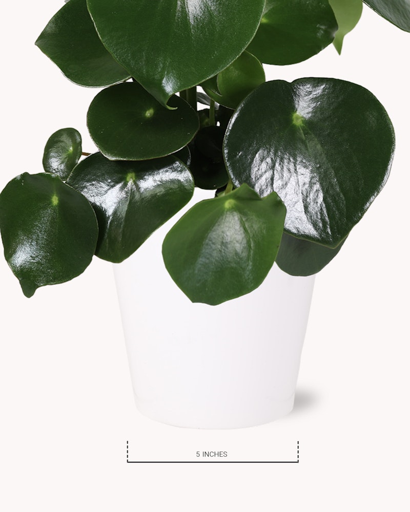 Lush peperomia plant with shiny green leaves in a simple white pot, isolated on a white background, with a measurement line indicating five inches in height.