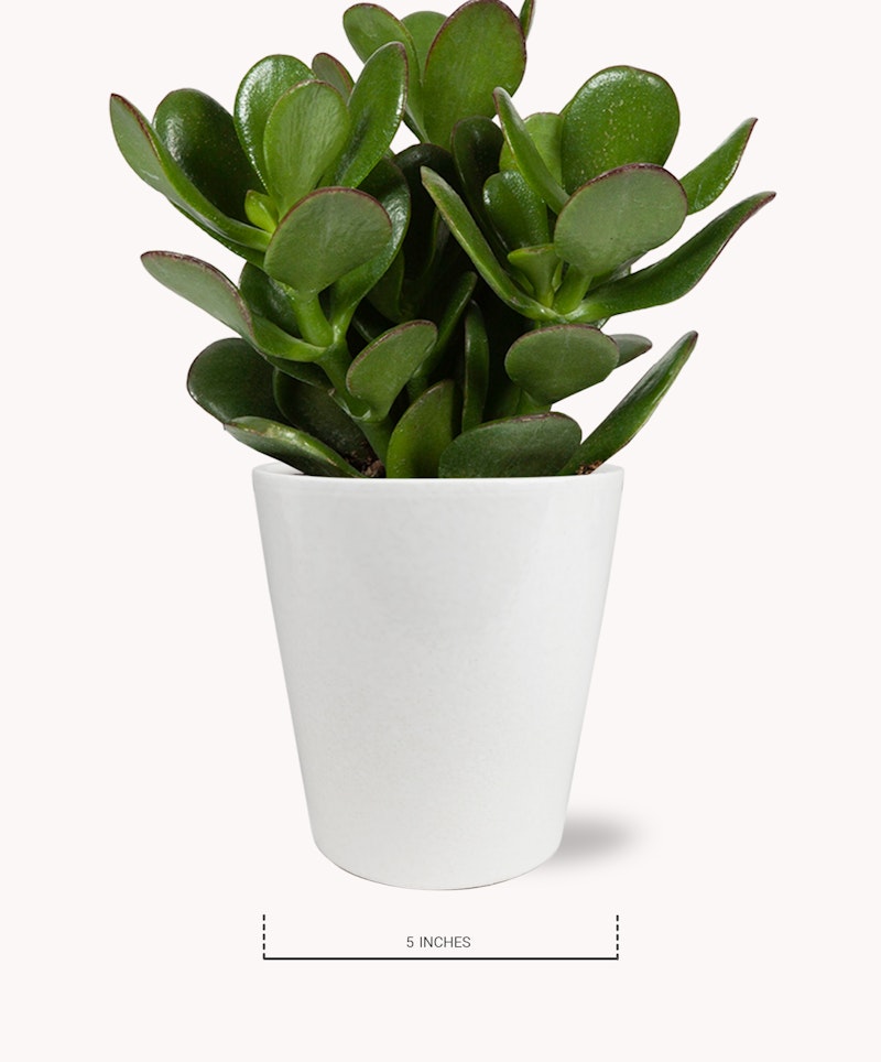 Healthy green succulent plant in a sleek white pot against a white background, approximately five inches tall, ideal for minimalistic indoor decor.
