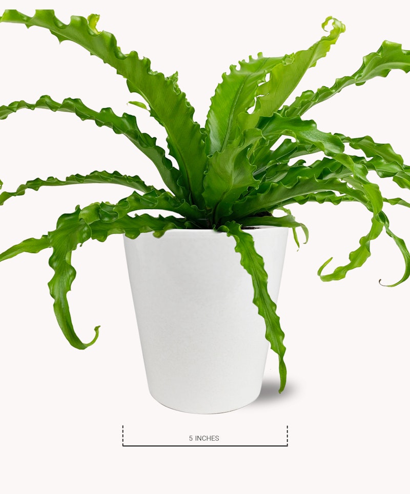 Vibrant green bird's nest fern with wavy leaves sits in a sleek white pot against a pure white background, displaying a measurement of 5 inches for scale.