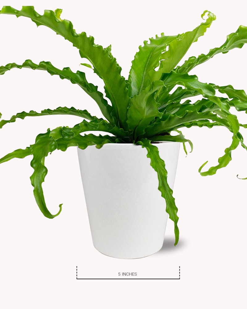 Vibrant green bird's nest fern with wavy leaves sits in a sleek white pot against a pure white background, displaying a measurement of 5 inches for scale.