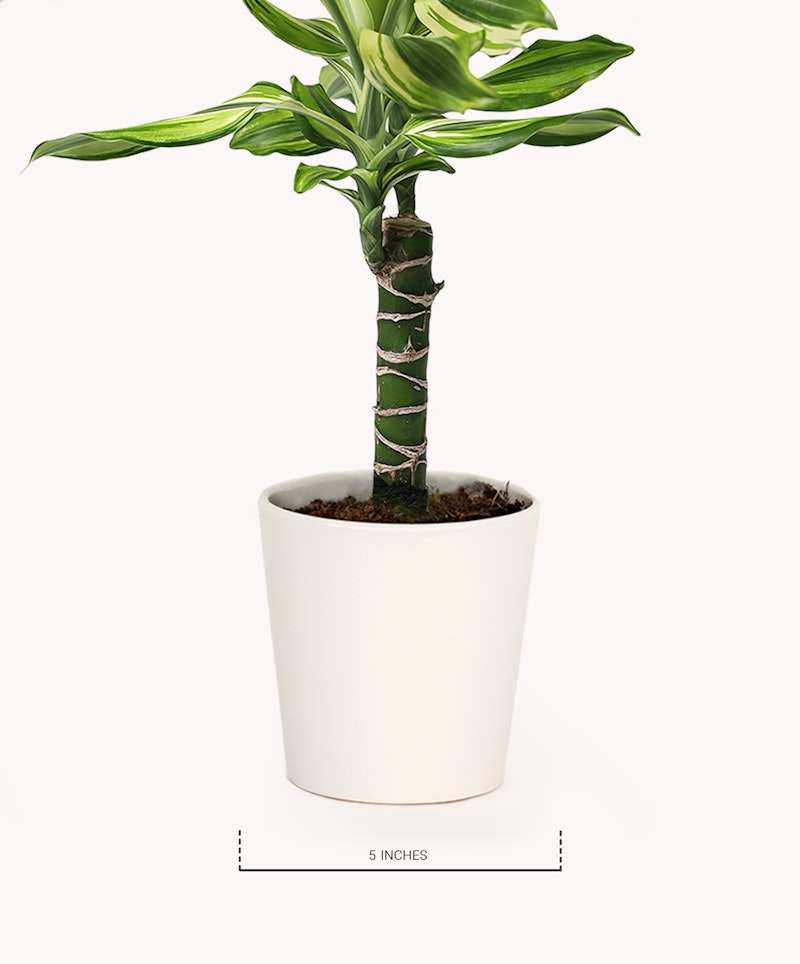 Healthy green potted plant with variegated leaves and patterned stem in a white pot, isolated on a white background, with a label indicating the pot size as 5 inches.