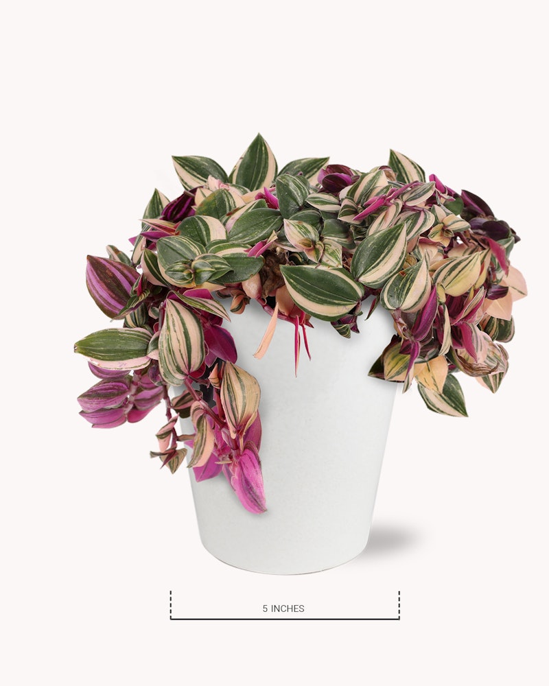 Vibrant Tradescantia Nanouk plant in a white pot, leaves displaying shades of pink, green, and cream against a white background, labeled with a 5 inches size indicator.
