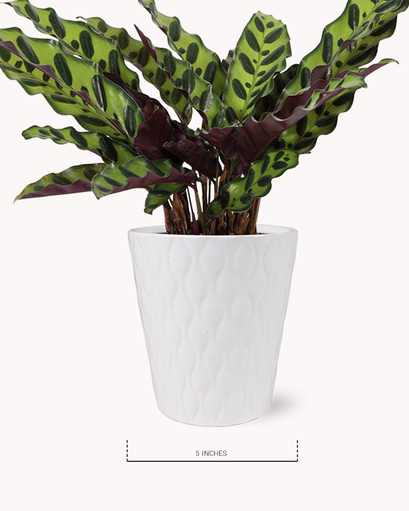 A vibrant artificial Calathea plant with green and purple patterned leaves in a white textured pot against a white background, with a scale indicating the pot is 5 inches tall.