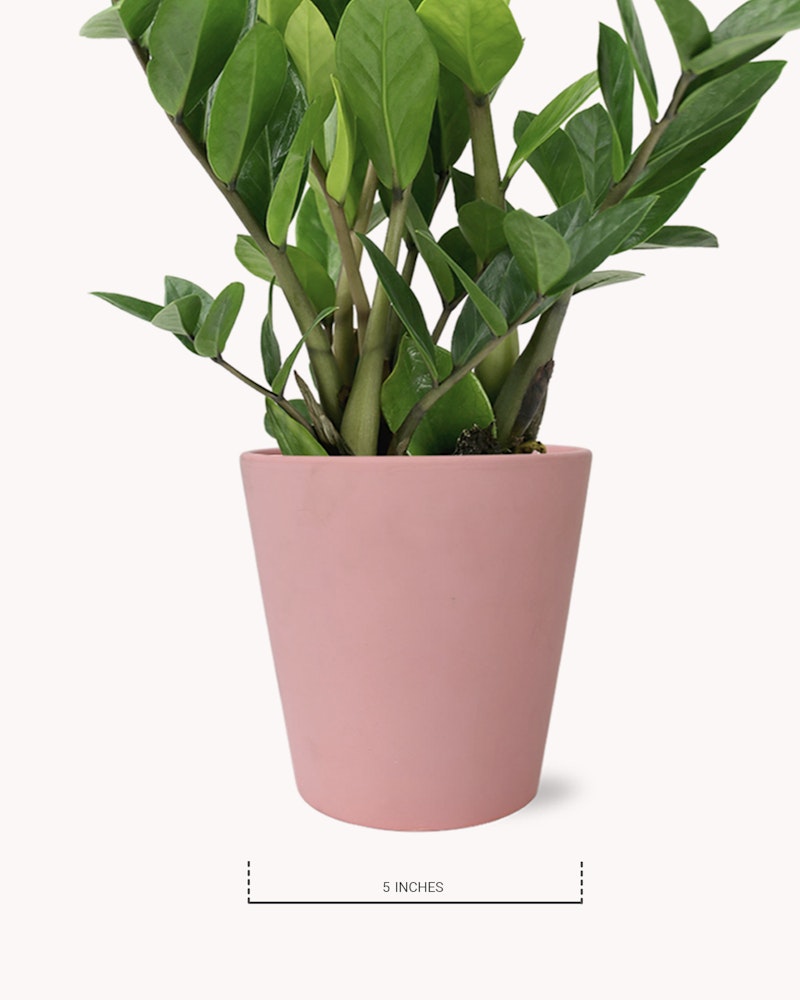 Lush green potted plant with broad leaves in a pink pot, displayed against a white background, with a measurement label indicating the pot is 5 inches tall.