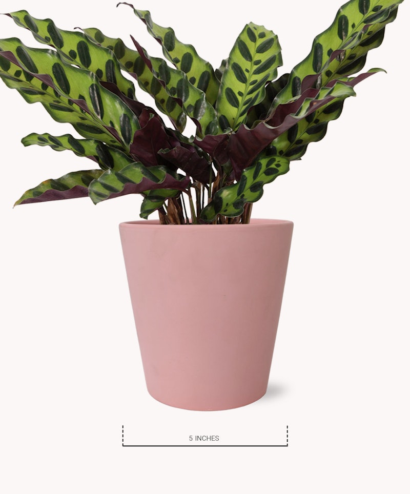 Potted plant with green and purple leaves in a pink pot measuring 5 inches tall, isolated on a white background, ideal for home decor and indoor gardens.