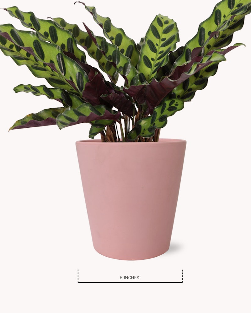 Potted plant with green and purple leaves in a pink pot measuring 5 inches tall, isolated on a white background, ideal for home decor and indoor gardens.