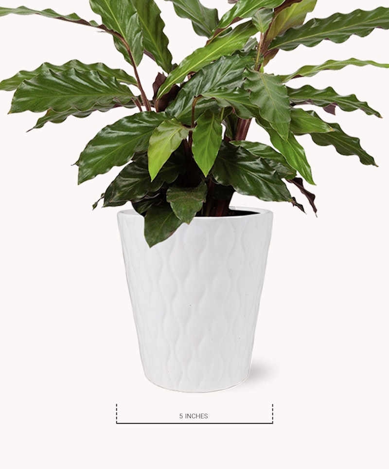 Lush green potted plant with broad leaves in a white textured pot labeled '5 inches' for scale, isolated on a white background, perfect for indoor decor.