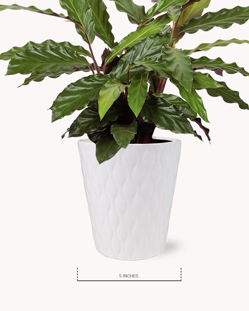 Lush green potted plant with broad leaves in a white textured pot labeled '5 inches' for scale, isolated on a white background, perfect for indoor decor.