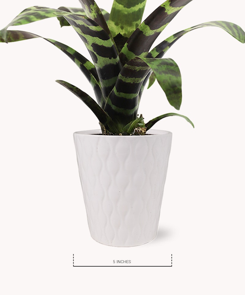 A vibrant green and dark patterned bromeliad plant potted in a white textured ceramic vase against a white background, with the vase's height indicated as 5 inches.
