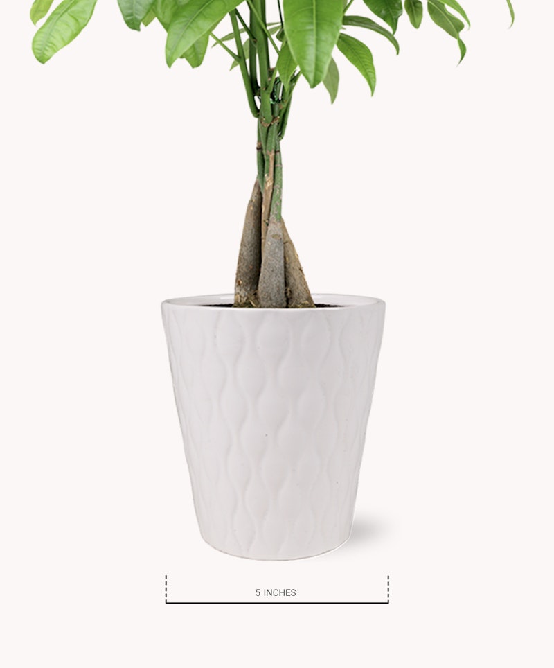 Green potted plant with large leaves in a white textured planter, approximately 5 inches in size, displayed against a plain light background.