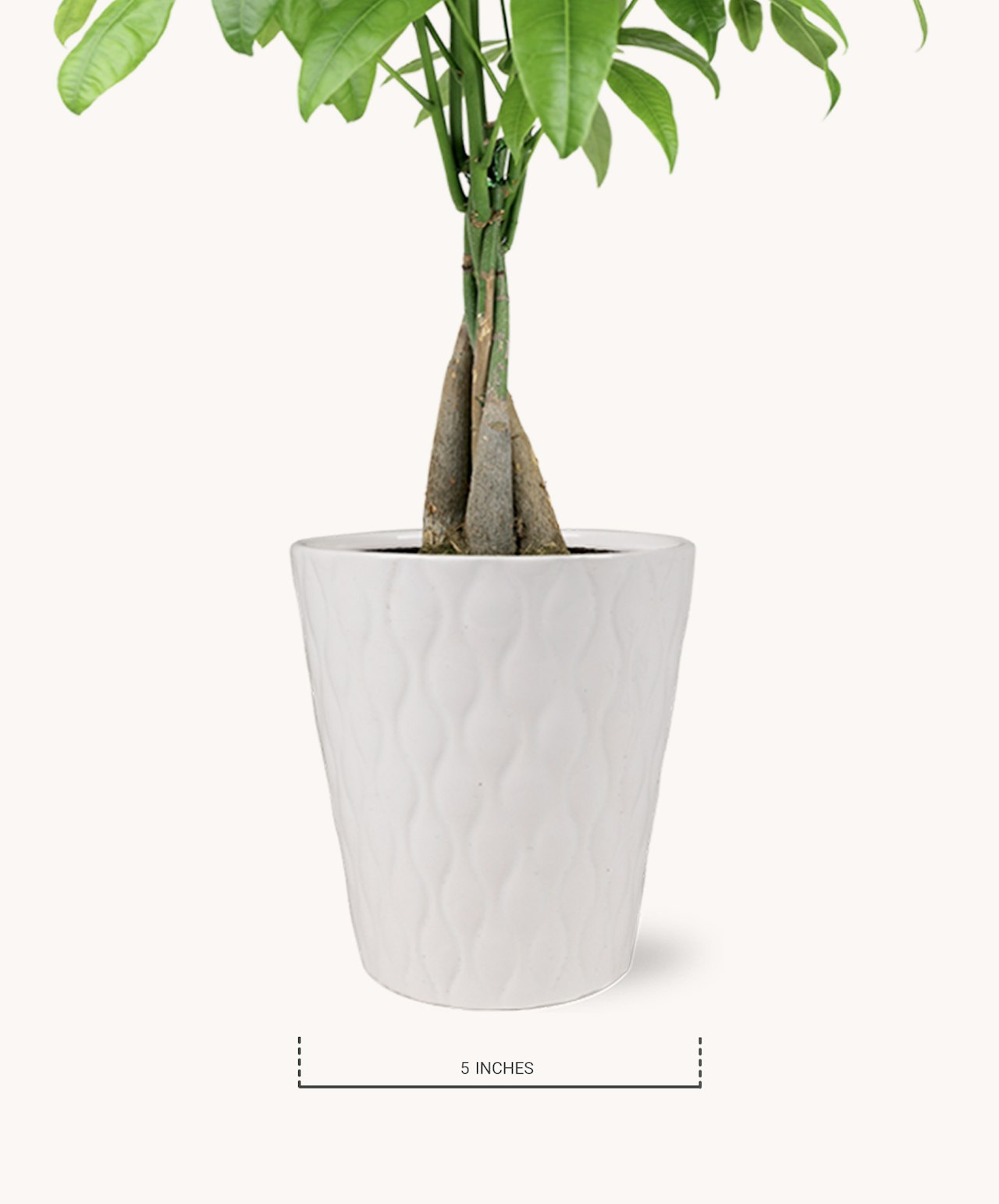 Elegant indoor plant featuring a sleek white pot, perfect for home decor.
