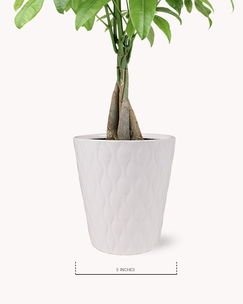 Green potted plant with large leaves in a white textured planter, approximately 5 inches in size, displayed against a plain light background.