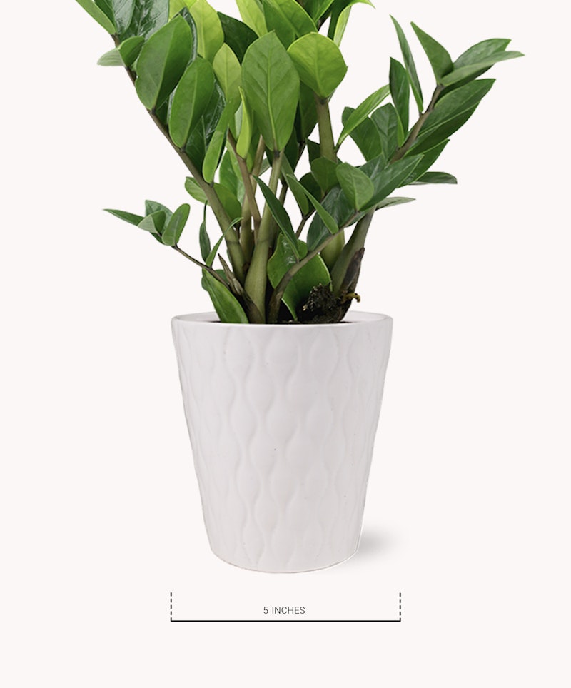 Lush green houseplant with vibrant leaves in a white textured pot, isolated on a white background, with a scale indicating the pot is 5 inches tall.