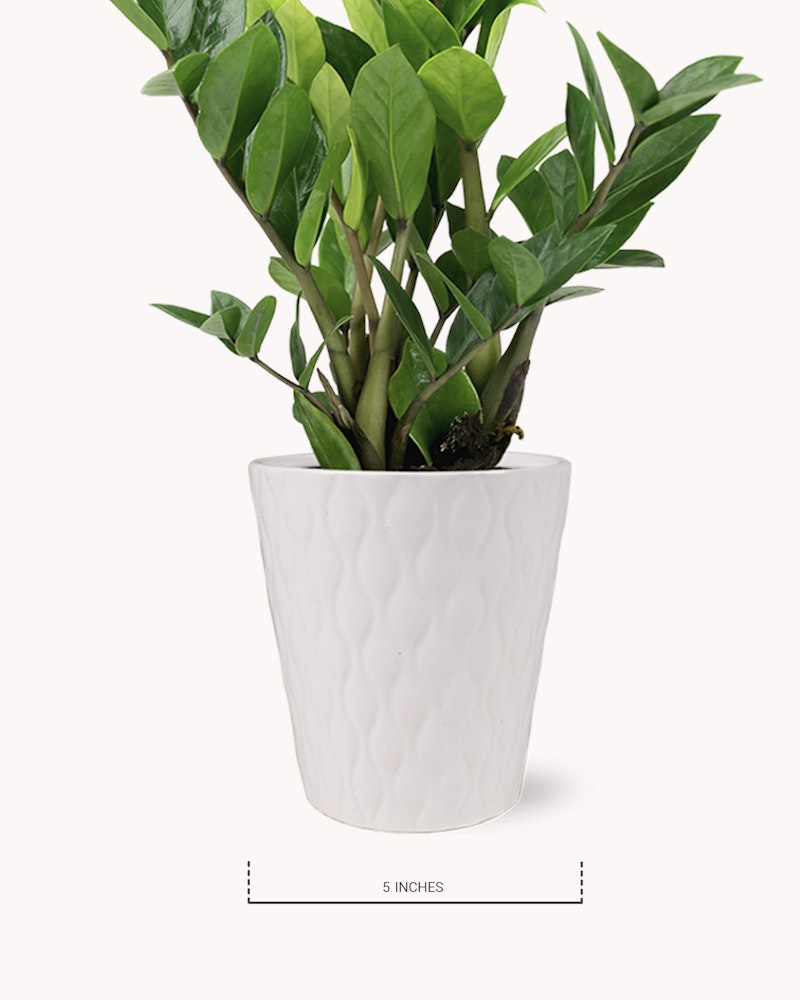 Lush green houseplant with vibrant leaves in a white textured pot, isolated on a white background, with a scale indicating the pot is 5 inches tall.