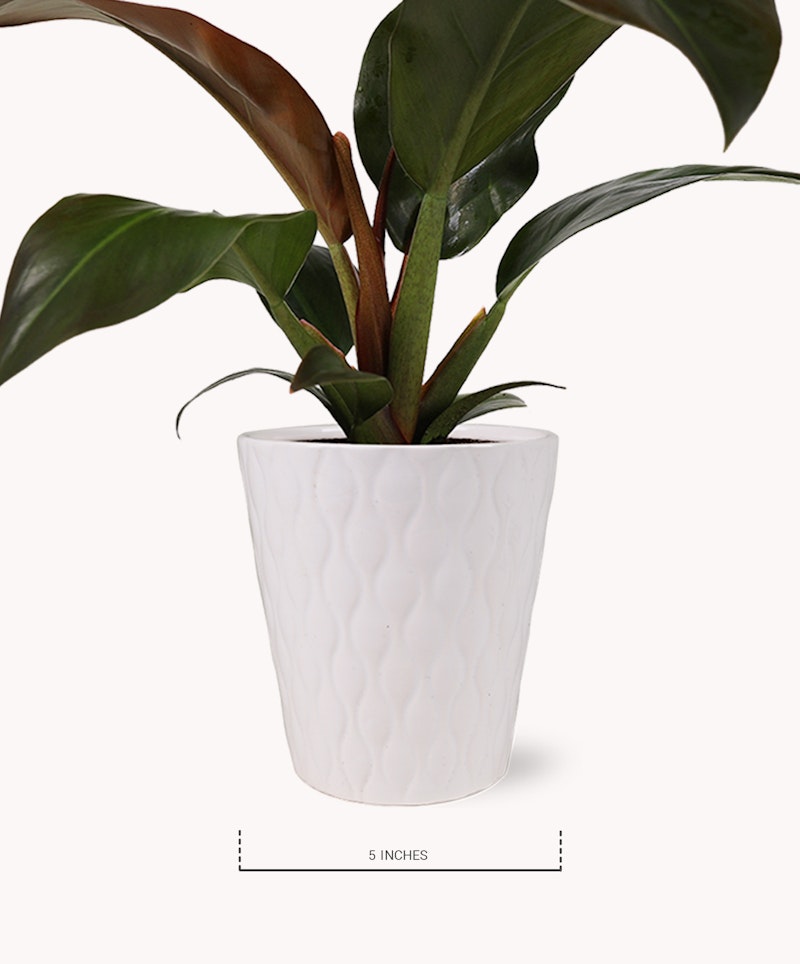 Healthy indoor potted plant with glossy green leaves in a white textured ceramic pot, indicated as 5 inches wide for size reference, isolated on a white background.