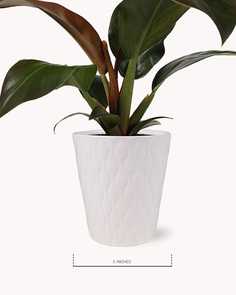 Healthy indoor potted plant with glossy green leaves in a white textured ceramic pot, indicated as 5 inches wide for size reference, isolated on a white background.