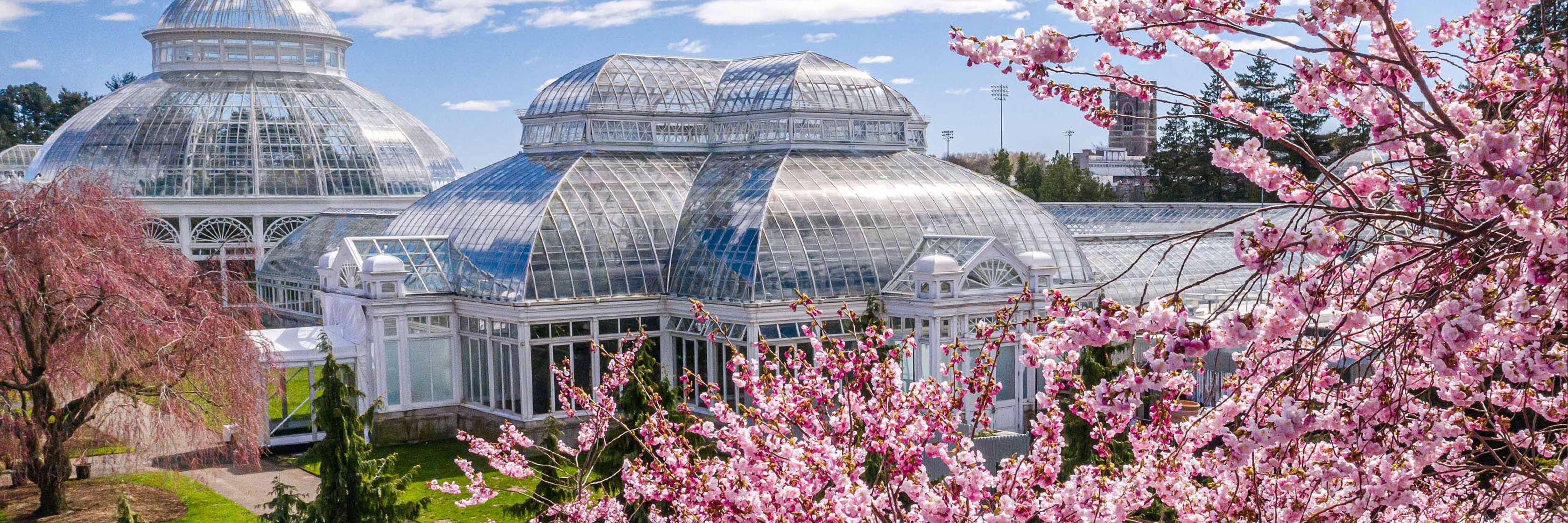 Beautiful cherry blossoms frame a stunning glass conservatory under a clear blue sky.