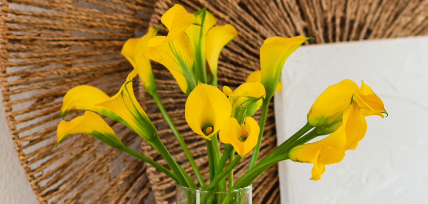 Bright yellow calla lilies in a vase, radiating joy and elegance in a stylish setting.