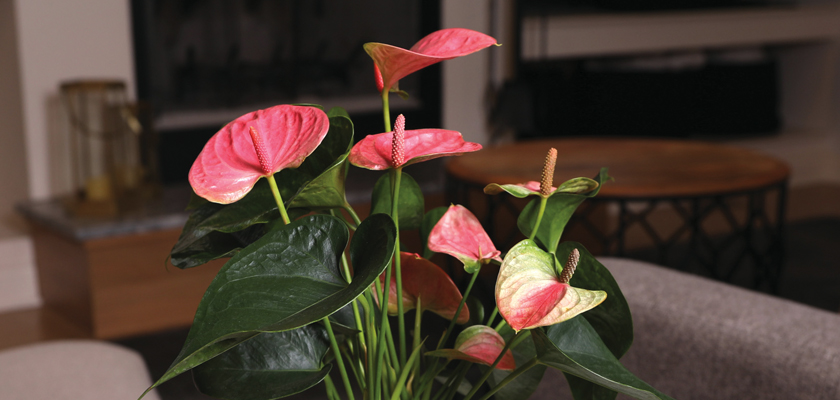 Vibrant pink Anthurium plants with lush green leaves, adding elegance to any room decor.