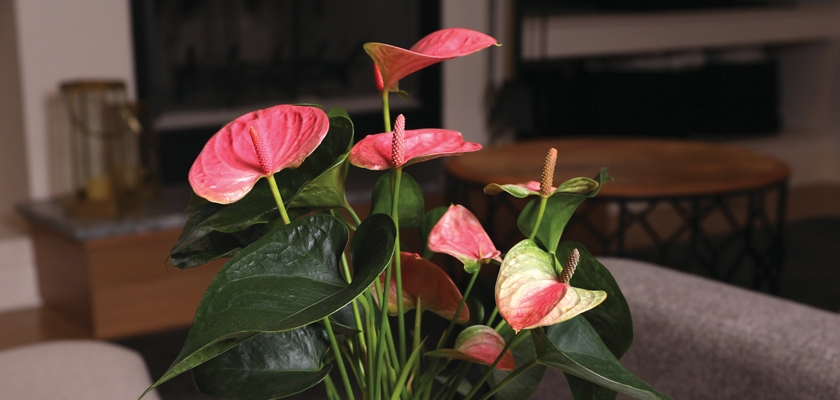 Vibrant pink Anthurium plants with lush green leaves, adding elegance to any room decor.