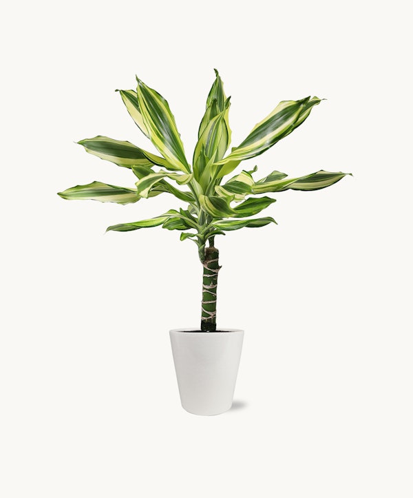 Vibrant Dracaena plant with variegated green and yellow leaves in a sleek white pot, isolated on a white background, depicting indoor foliage decor.