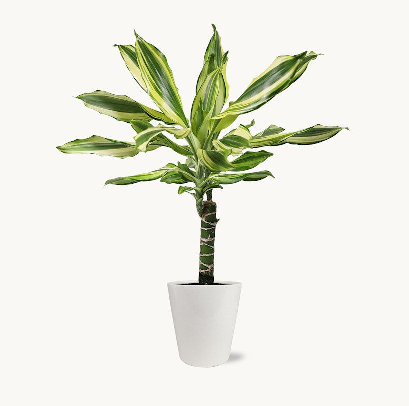 Vibrant Dracaena plant with variegated green and yellow leaves in a sleek white pot, isolated on a white background, depicting indoor foliage decor.