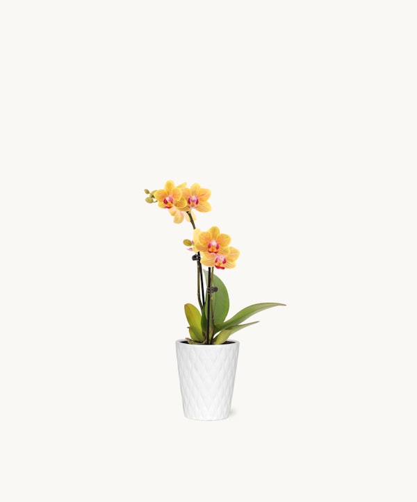 Vibrant yellow and pink orchid with green leaves in a white textured pot against a clean white background, symbolizing elegance and simplicity in home decor.