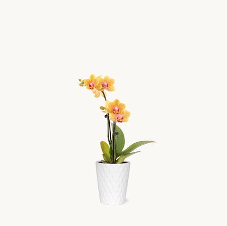 Elegant yellow orchids with pink accents in a modern white pot, perfect for stylish decor.