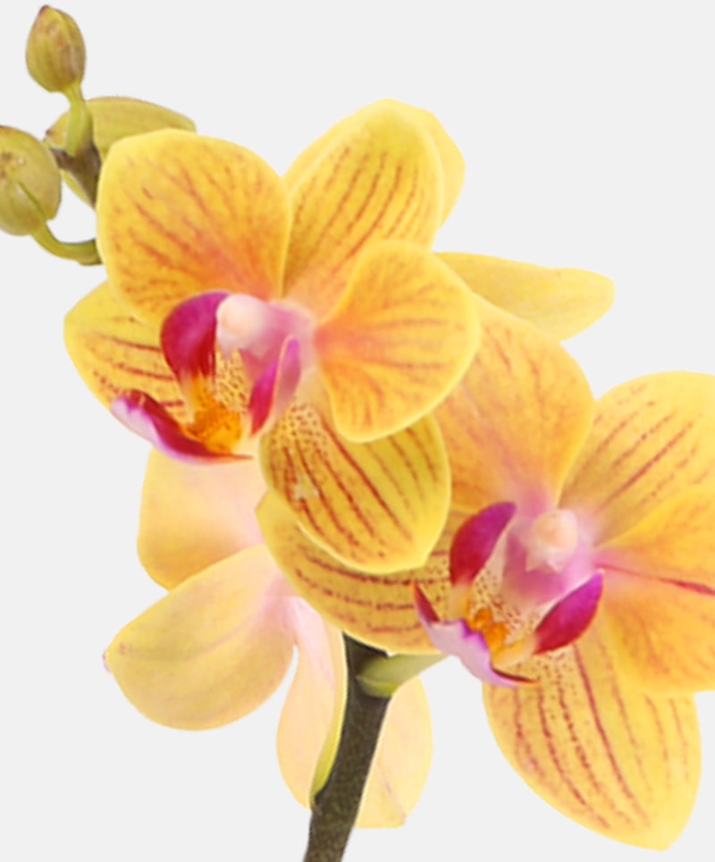 Vibrant yellow and orange phalaenopsis orchid with delicate pink centers and a subtle striped pattern on the petals, showcased against a pale background.